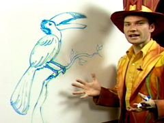 how-to-draw-toucan